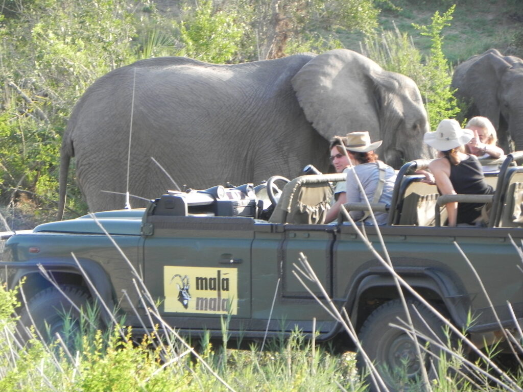 SA Oct 5 2012 Elephant Close Encounter