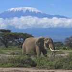 Elephant on Mount Kilimanjaro Climb